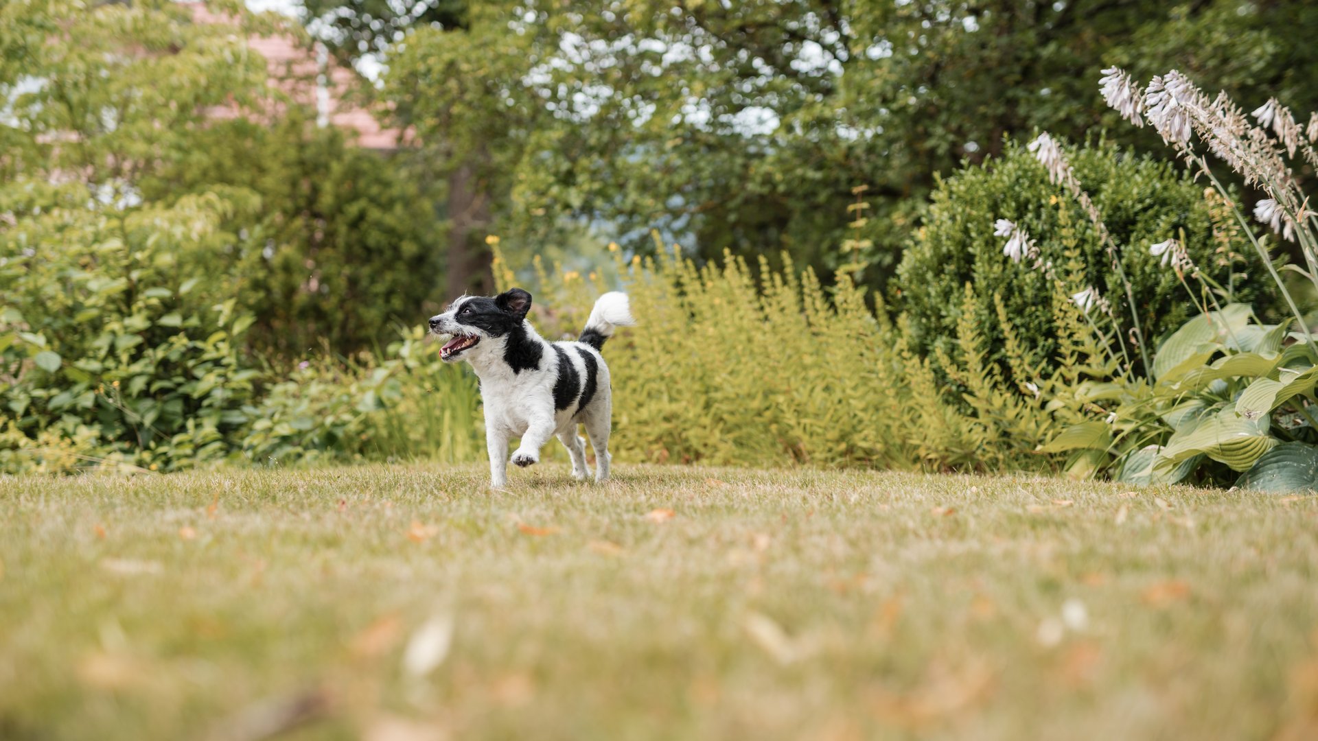 Stay at a spa hotel with your dog in the Bavarian Forest